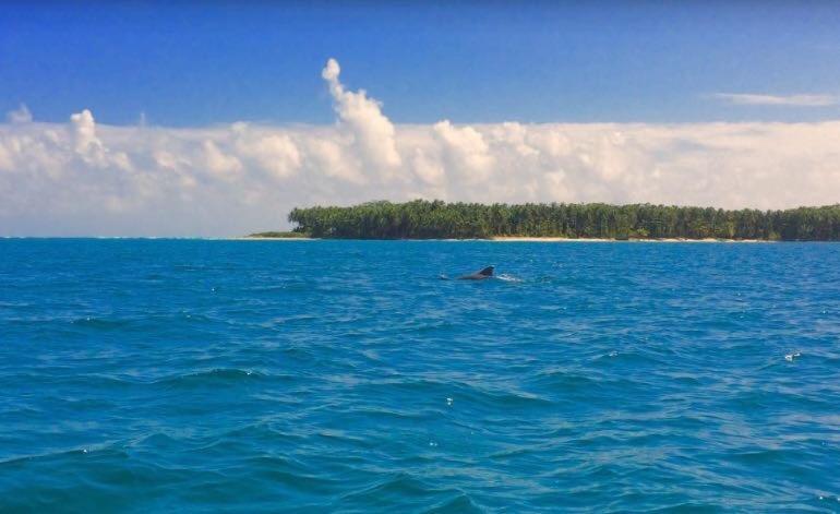 Dolphin Bay Hideaway Panzió Bocas Town Kültér fotó